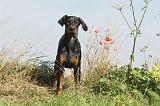 DOBERMANN 051